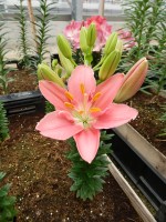 [5009 Foxtrot No01.JPG]